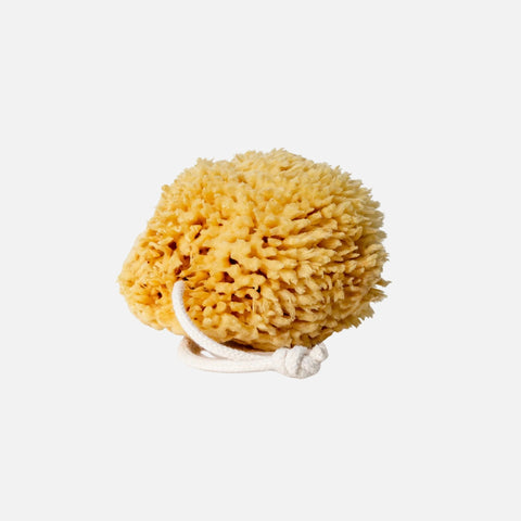 Sea Wool Sponge